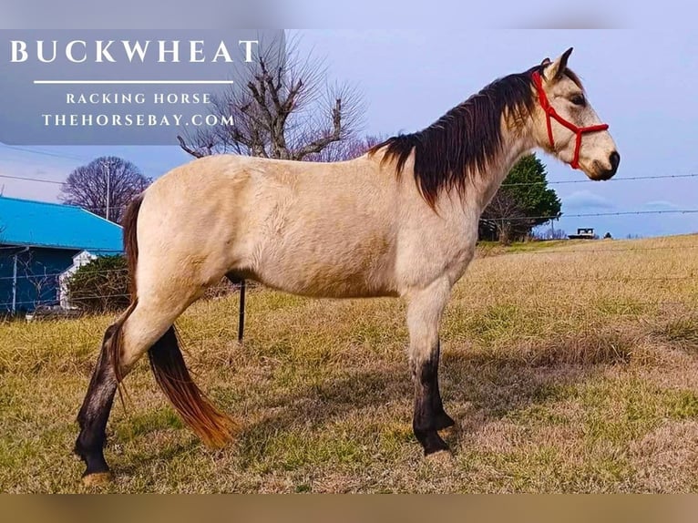 Tennessee walking horse Gelding 4 years 14.3 hh Buckskin in Limestone, TN