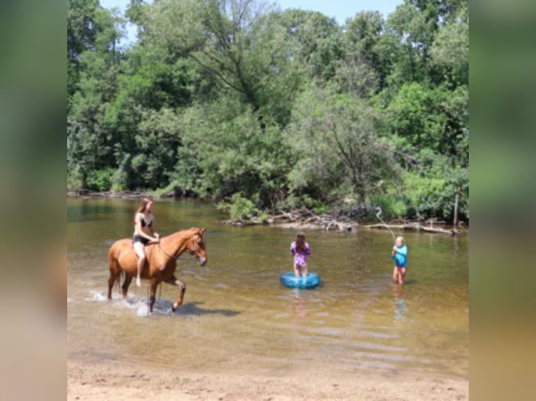 Tennessee walking horse Gelding 4 years 14.3 hh Sorrel in Howell