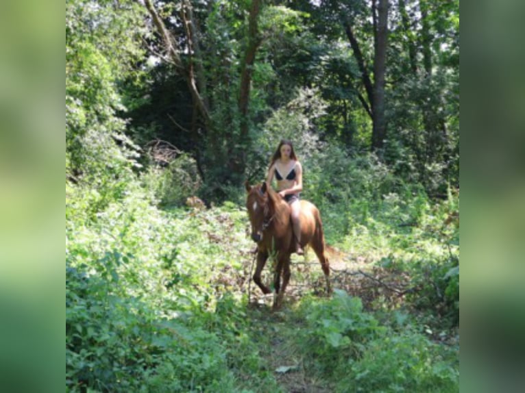 Tennessee walking horse Gelding 4 years 14.3 hh Sorrel in Howell