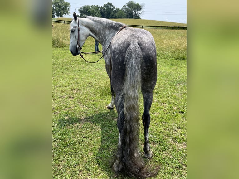 Tennessee walking horse Gelding 4 years 14 hh Gray in Tompkinsville, KY