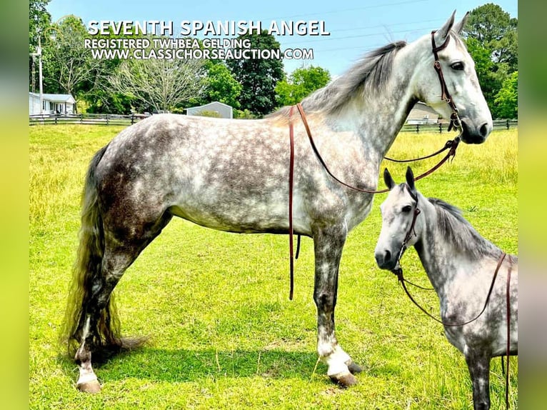Tennessee walking horse Gelding 4 years 14 hh Gray in Tompkinsville, KY