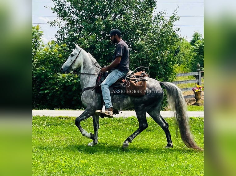 Tennessee walking horse Gelding 4 years 14 hh Gray in Tompkinsville, KY