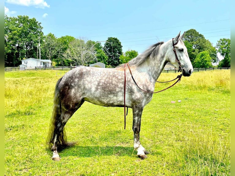 Tennessee walking horse Gelding 4 years 14 hh Gray in Tompkinsville, KY