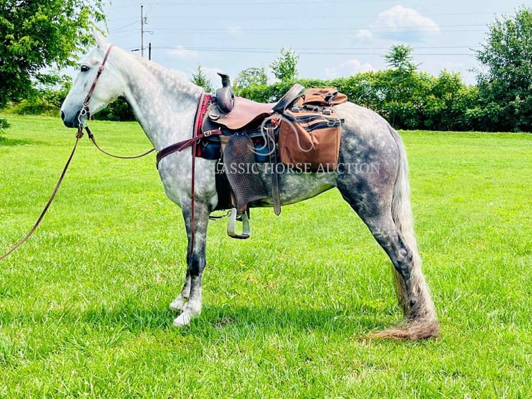 Tennessee walking horse Gelding 4 years 14 hh Gray in Tompkinsville, KY
