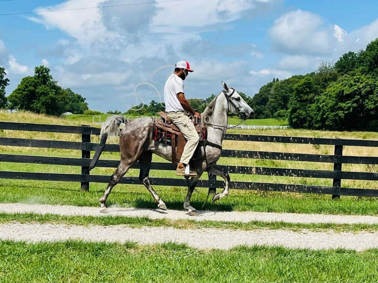 Tennessee walking horse Gelding 4 years 14 hh Gray in Tompkinsville, KY