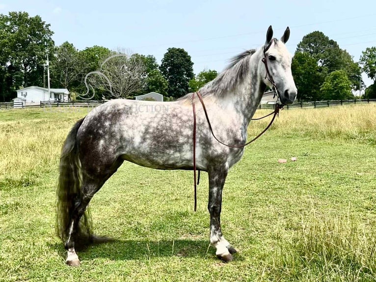 Tennessee walking horse Gelding 4 years 14 hh Gray in Tompkinsville, KY