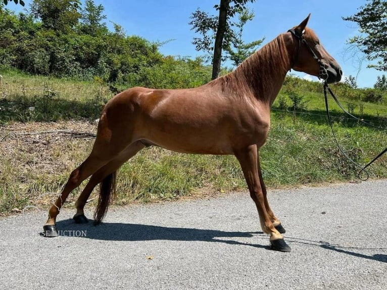 Tennessee walking horse Gelding 4 years 14 hh Sorrel in Sneedville, TN