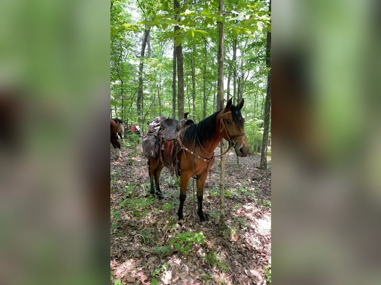 Tennessee walking horse Gelding 4 years 15 hh Bay in Murfreesboro, TN