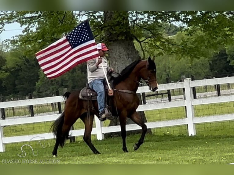 Tennessee walking horse Gelding 4 years 15 hh Bay in Lewisburg, TN