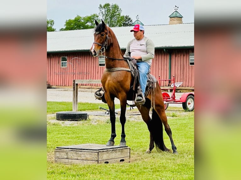 Tennessee walking horse Gelding 4 years 15 hh Bay in Lewisburg, TN