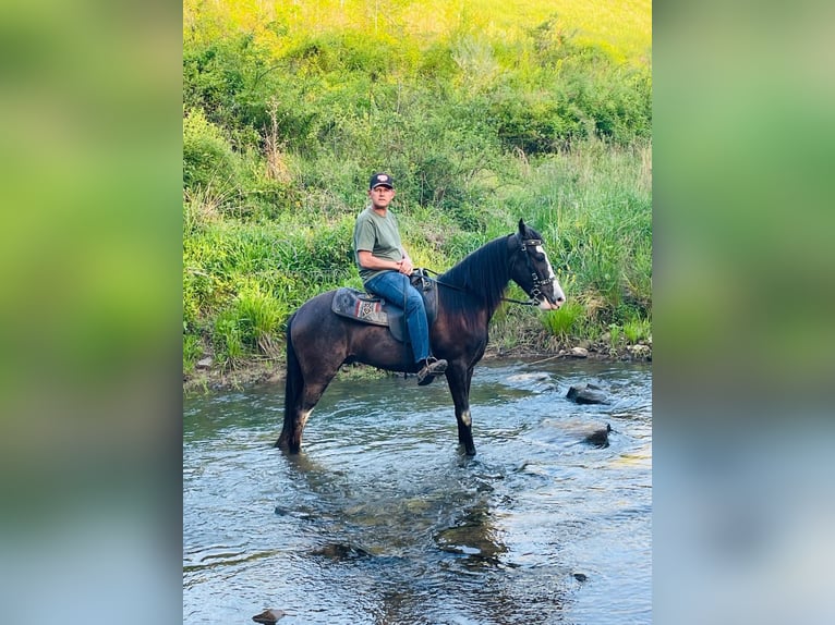 Tennessee walking horse Gelding 4 years 15 hh Black in Tyner, KY