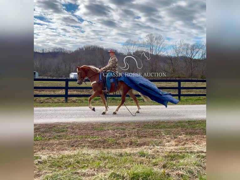 Tennessee walking horse Gelding 4 years 15 hh Chestnut in Salt Lick, KY