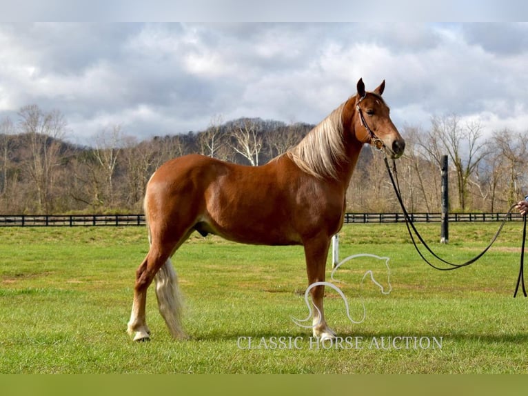 Tennessee walking horse Gelding 4 years 15 hh Chestnut in Salt Lick, KY