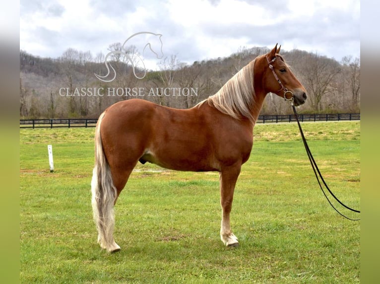 Tennessee walking horse Gelding 4 years 15 hh Chestnut in Salt Lick, KY