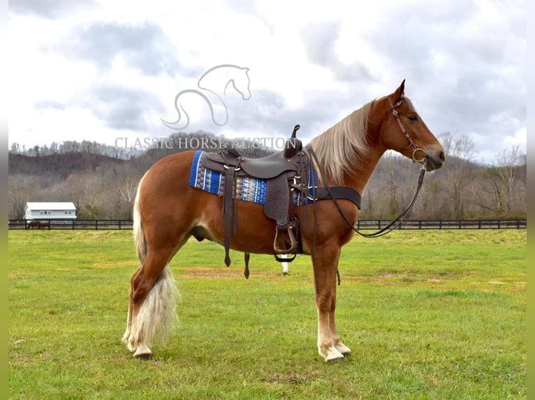 Tennessee walking horse Gelding 4 years 15 hh Chestnut in Salt Lick, KY