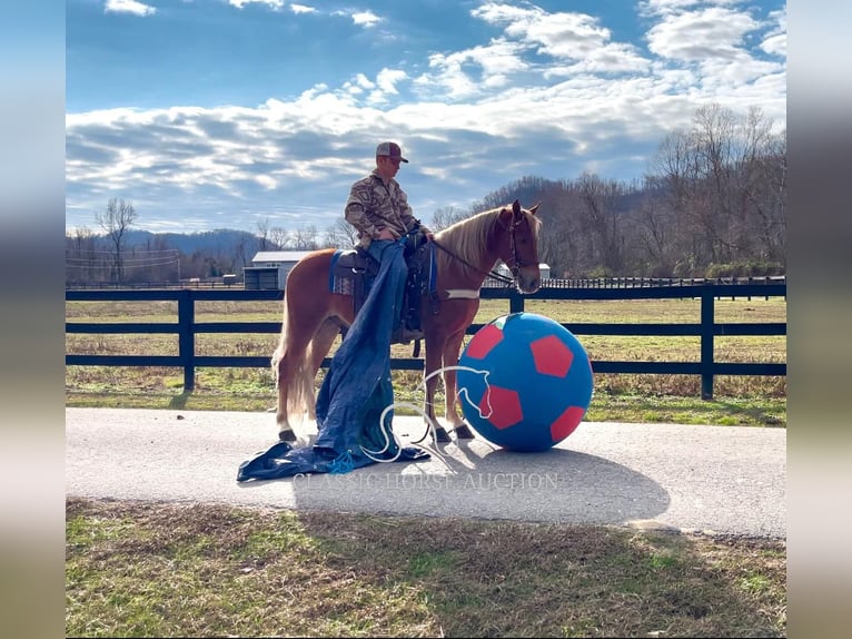 Tennessee walking horse Gelding 4 years 15 hh Chestnut in Salt Lick, KY