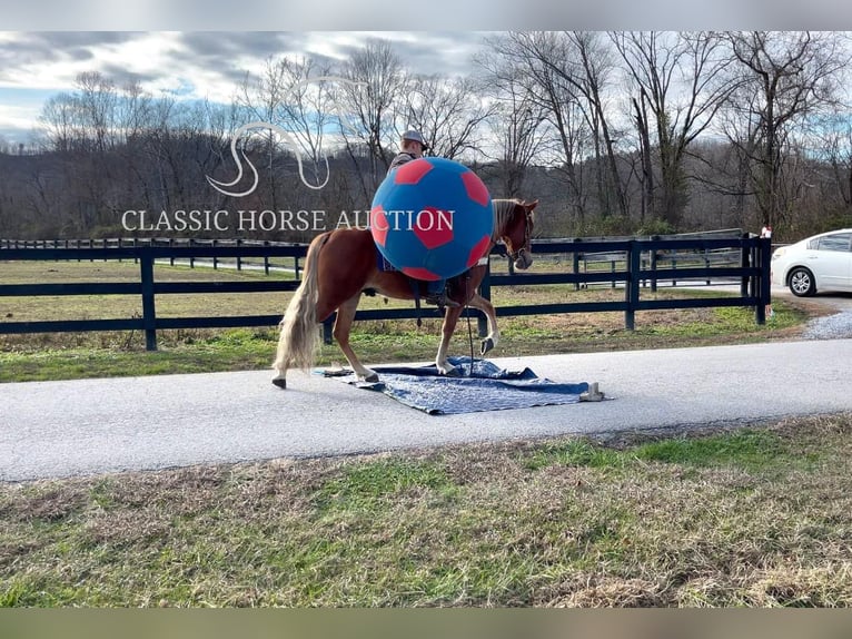 Tennessee walking horse Gelding 4 years 15 hh Chestnut in Salt Lick, KY