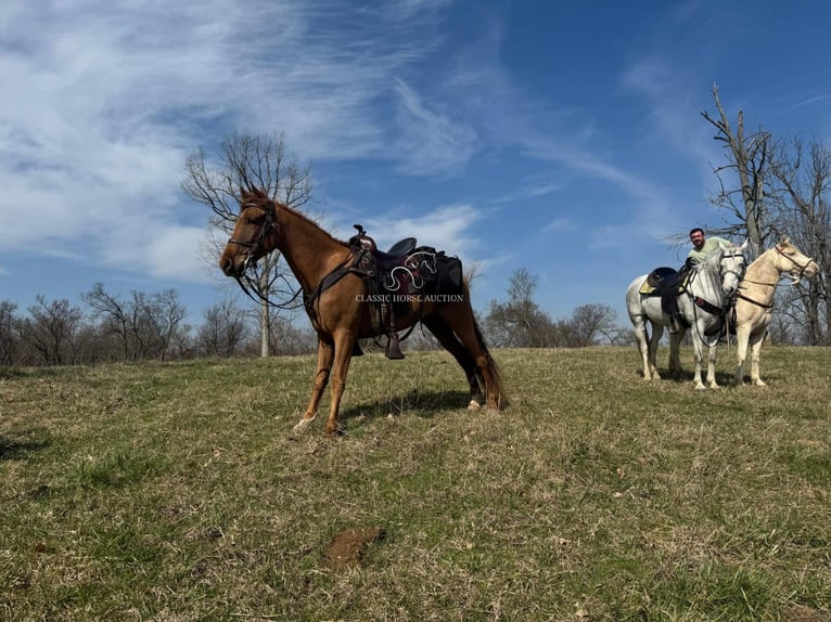 Tennessee walking horse Gelding 4 years 15 hh in Shelbyville, TN