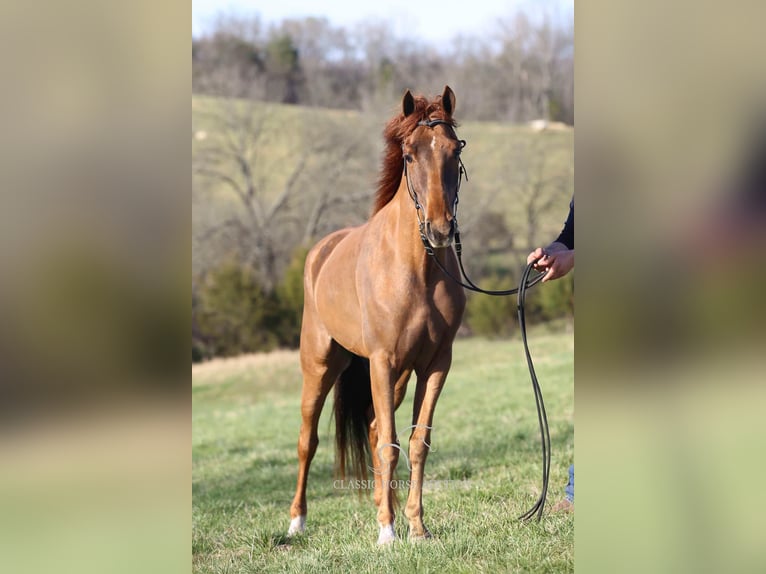 Tennessee walking horse Gelding 4 years 15 hh in Shelbyville, TN
