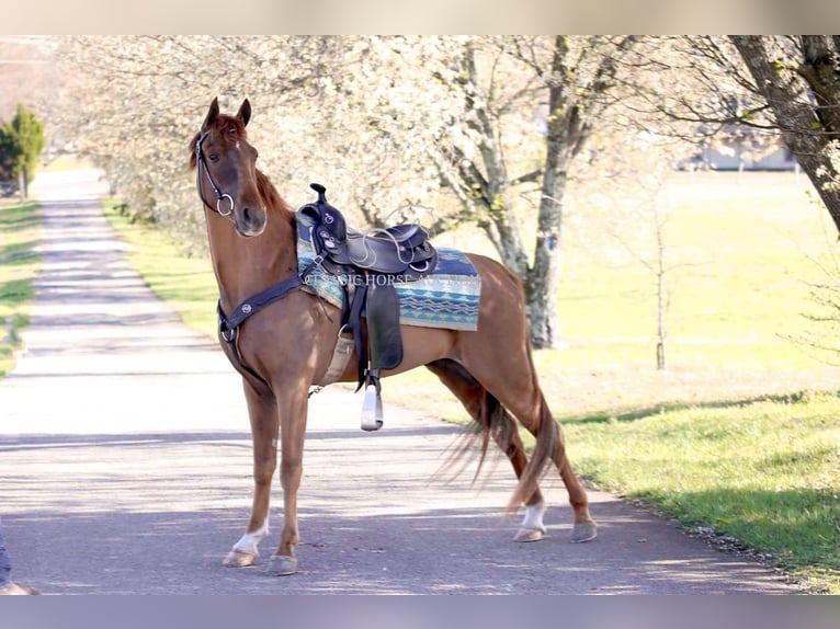 Tennessee walking horse Gelding 4 years 15 hh in Shelbyville, TN