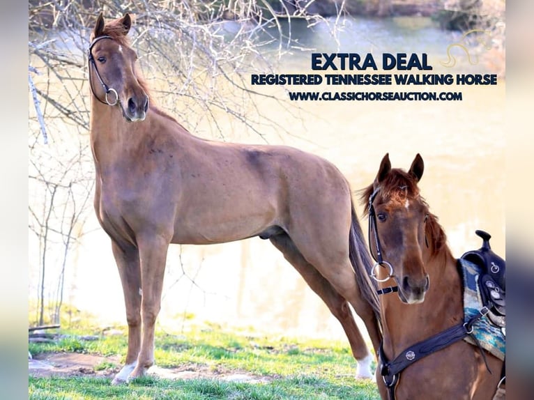 Tennessee walking horse Gelding 4 years 15 hh in Shelbyville, TN