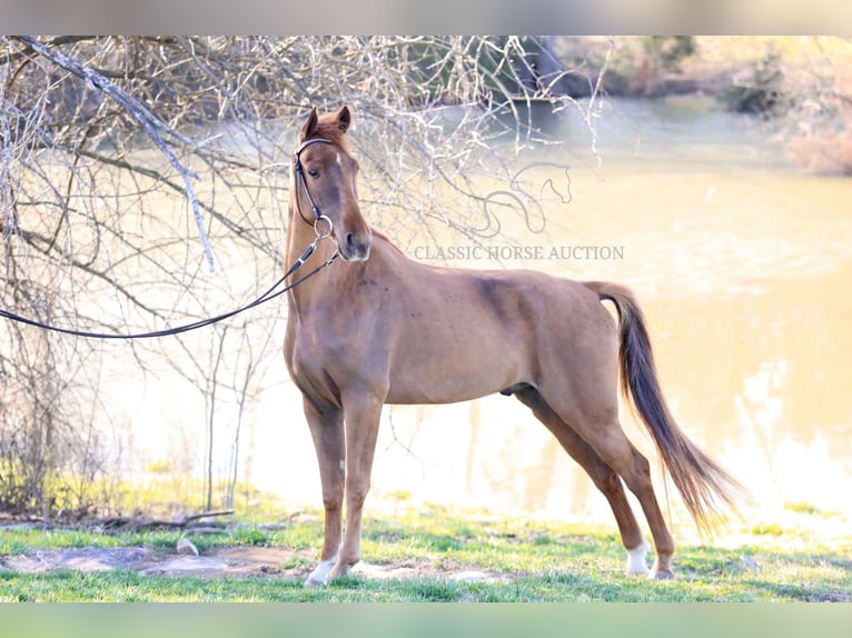 Tennessee walking horse Gelding 4 years 15 hh in Shelbyville, TN