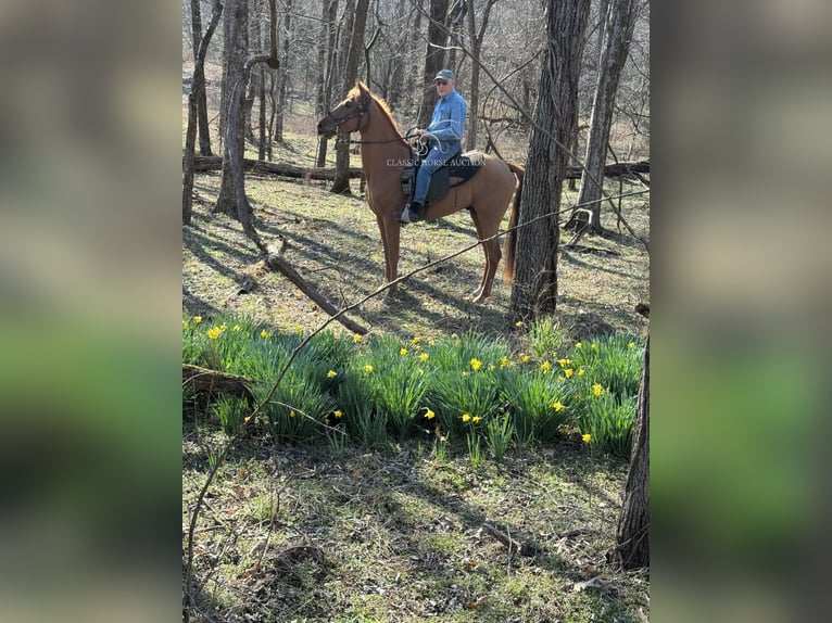 Tennessee walking horse Gelding 4 years 15 hh in Shelbyville, TN
