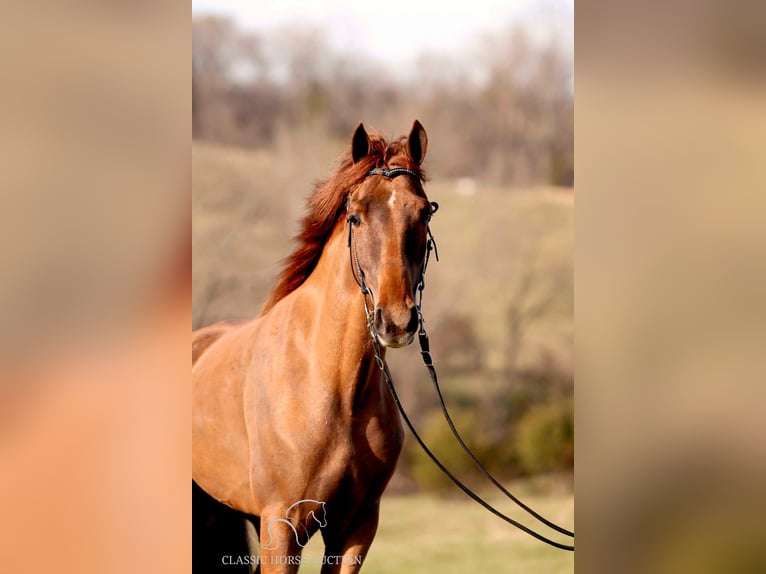 Tennessee walking horse Gelding 4 years 15 hh in Shelbyville, TN