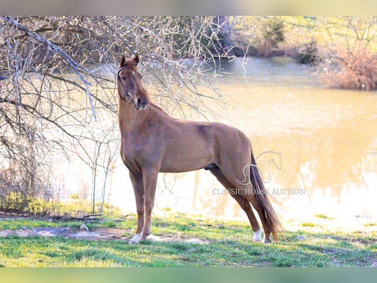 Tennessee walking horse Gelding 4 years 15 hh in Shelbyville, TN