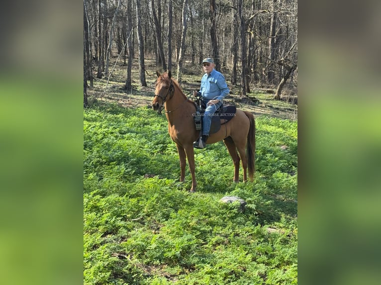 Tennessee walking horse Gelding 4 years 15 hh in Shelbyville, TN