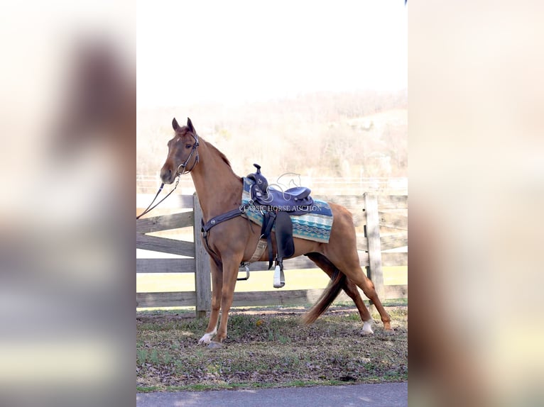 Tennessee walking horse Gelding 4 years 15 hh in Shelbyville, TN
