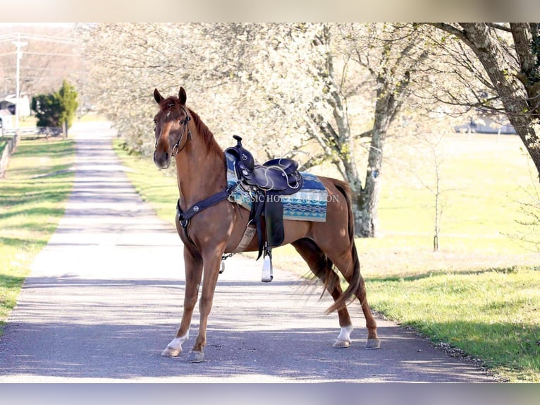 Tennessee walking horse Gelding 4 years 15 hh in Shelbyville, TN