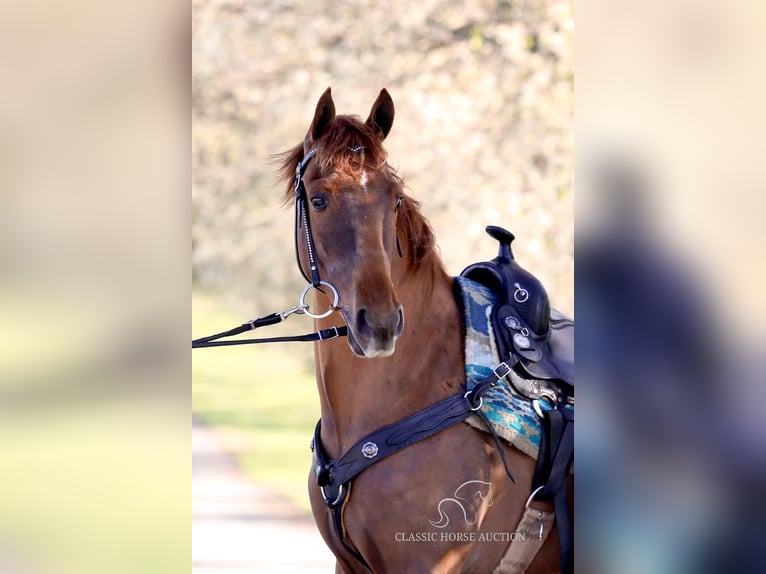Tennessee walking horse Gelding 4 years 15 hh in Shelbyville, TN