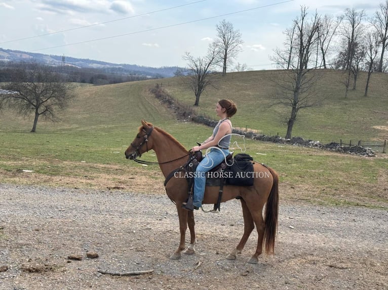 Tennessee walking horse Gelding 4 years 15 hh in Shelbyville, TN