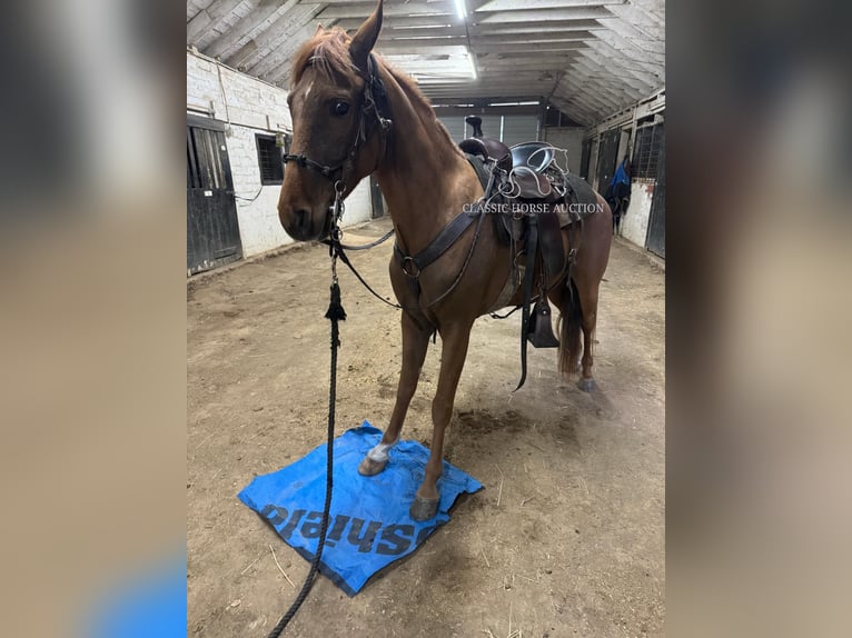 Tennessee walking horse Gelding 4 years 15 hh in Shelbyville, TN