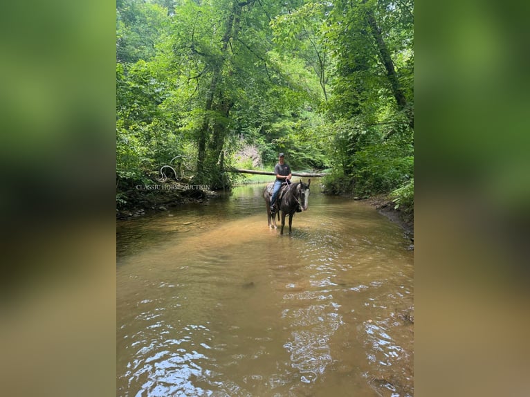 Tennessee walking horse Gelding 4 years 15 hh Grey in Sneedville, TN