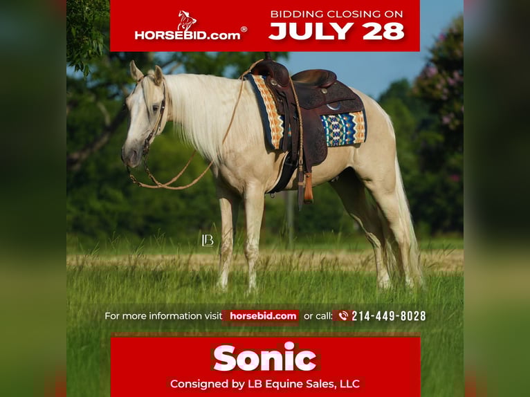 Tennessee walking horse Gelding 4 years 15 hh Palomino in Terrell