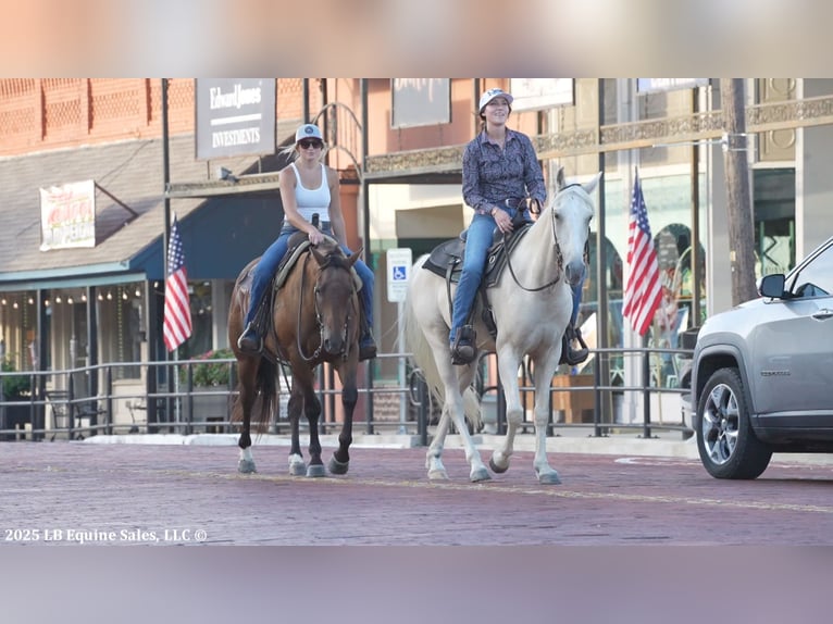 Tennessee walking horse Gelding 4 years 15 hh Palomino in Terrell
