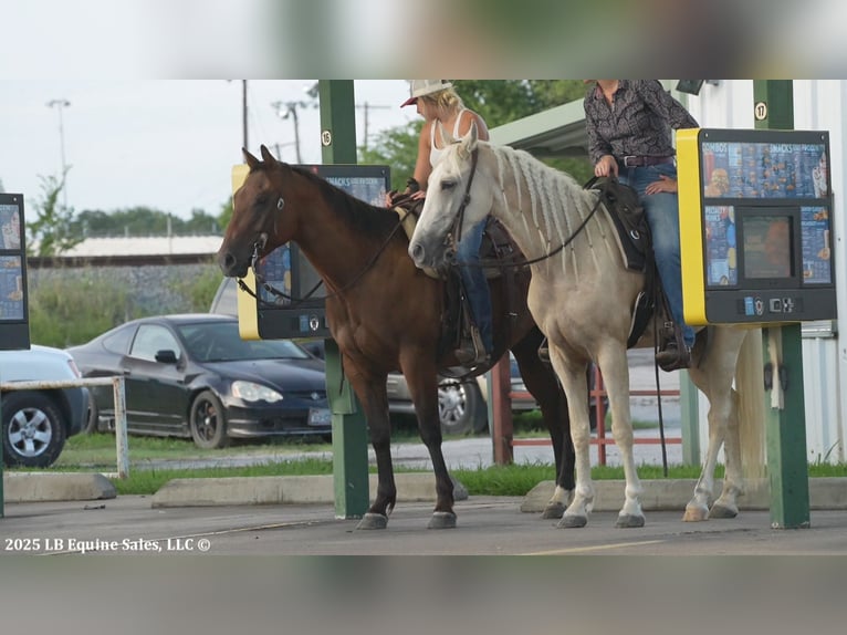 Tennessee walking horse Gelding 4 years 15 hh Palomino in Terrell