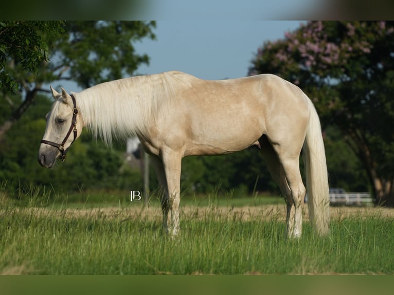 Tennessee walking horse Gelding 4 years 15 hh Palomino in Terrell