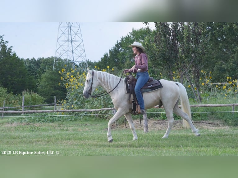 Tennessee walking horse Gelding 4 years 15 hh Palomino in Terrell