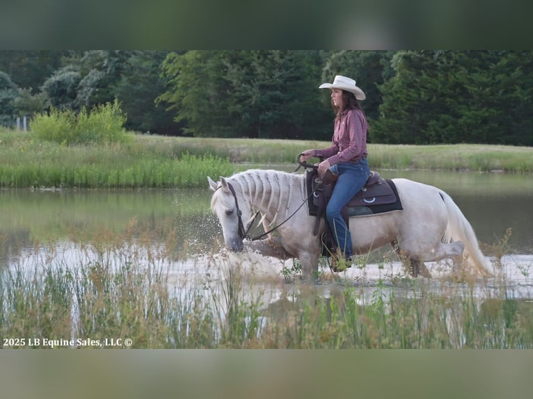 Tennessee walking horse Gelding 4 years 15 hh Palomino in Terrell