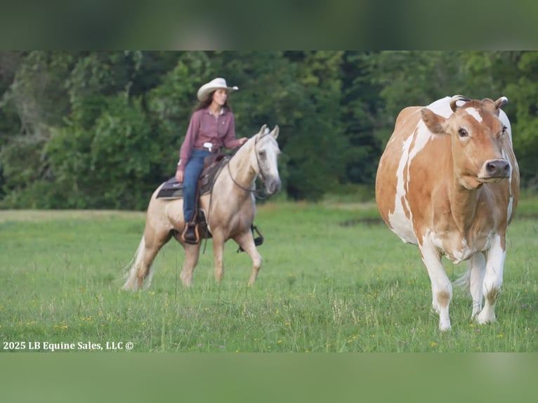 Tennessee walking horse Gelding 4 years 15 hh Palomino in Terrell