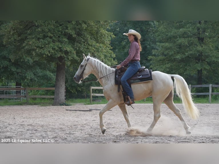 Tennessee walking horse Gelding 4 years 15 hh Palomino in Terrell