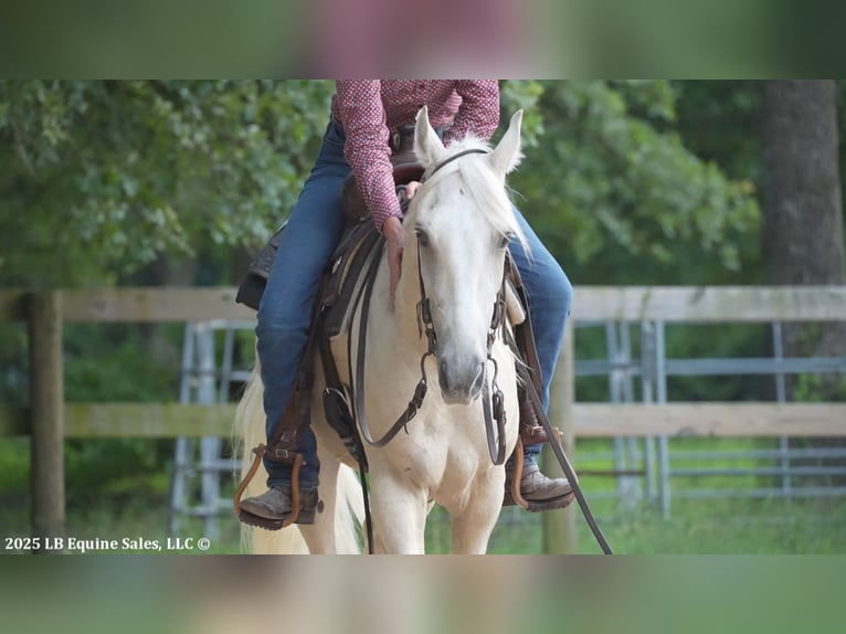 Tennessee walking horse Gelding 4 years 15 hh Palomino in Terrell