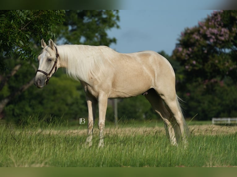 Tennessee walking horse Gelding 4 years 15 hh Palomino in Terrell