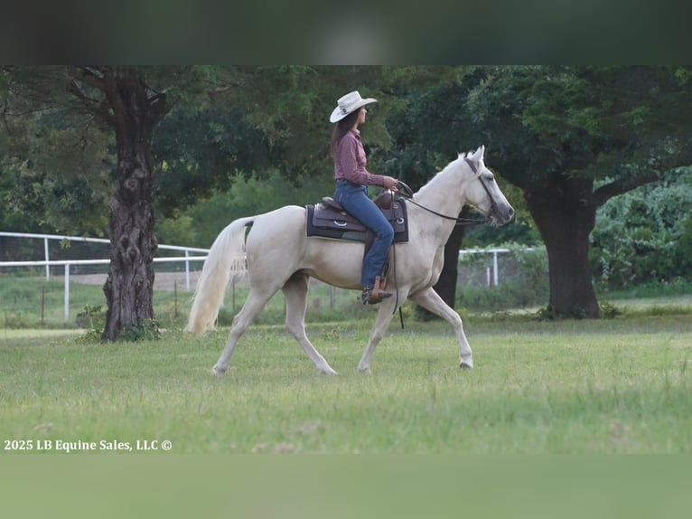 Tennessee walking horse Gelding 4 years 15 hh Palomino in Terrell
