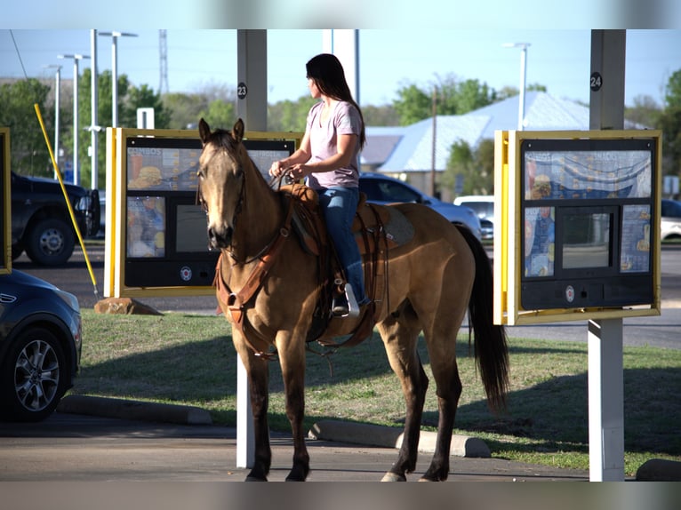 Tennessee walking horse Gelding 4 years 15 hh Palomino in Terrell