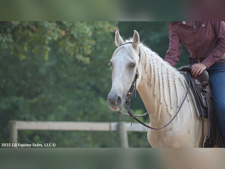 Tennessee walking horse Gelding 4 years 15 hh Palomino in Terrell