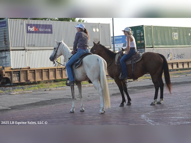 Tennessee walking horse Gelding 4 years 15 hh Palomino in Terrell